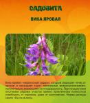 Вика яровая сидерат 1кг/00111978